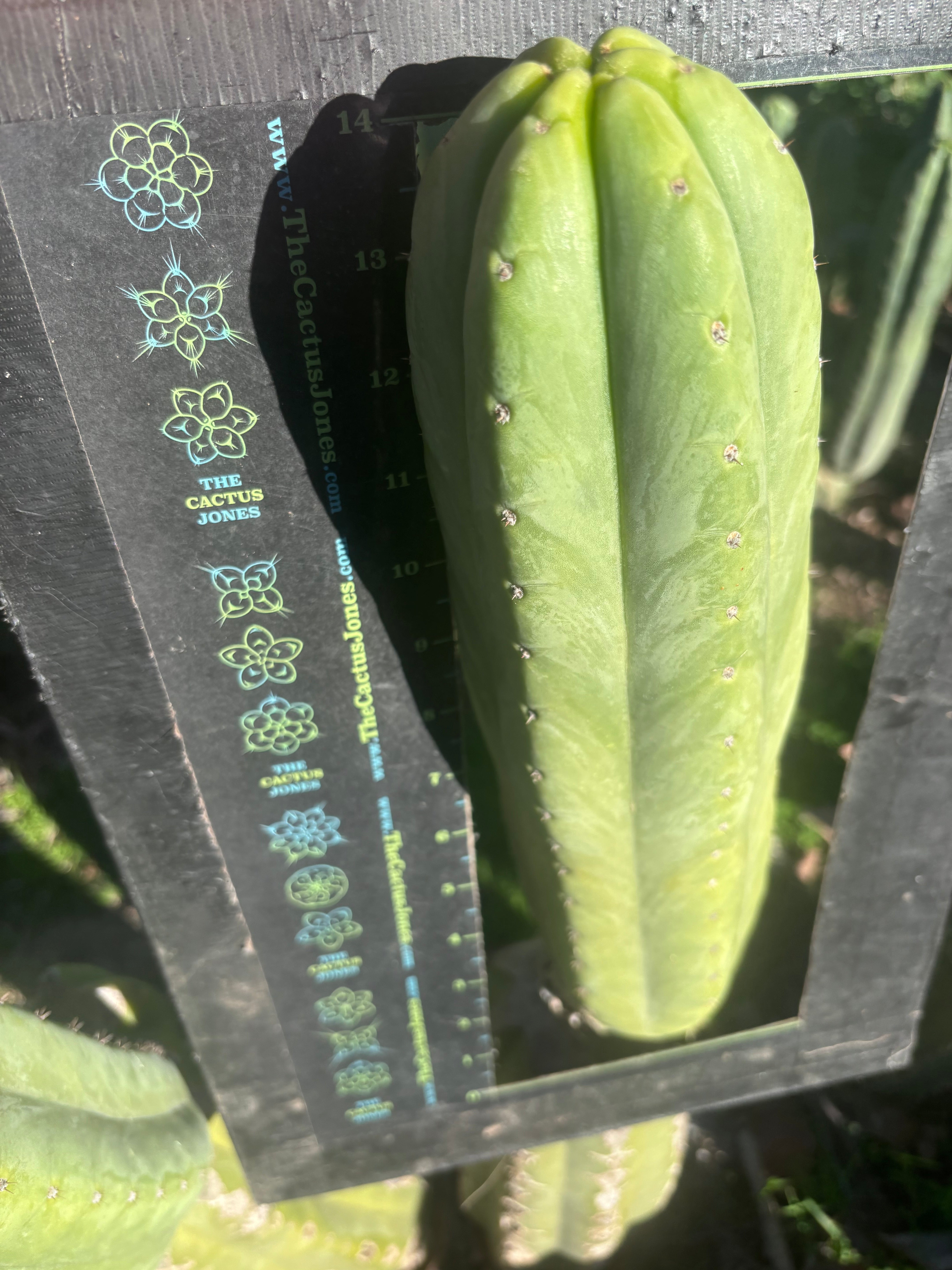 💎👑🌶️🌶️ Ogun — XL 15” Pup