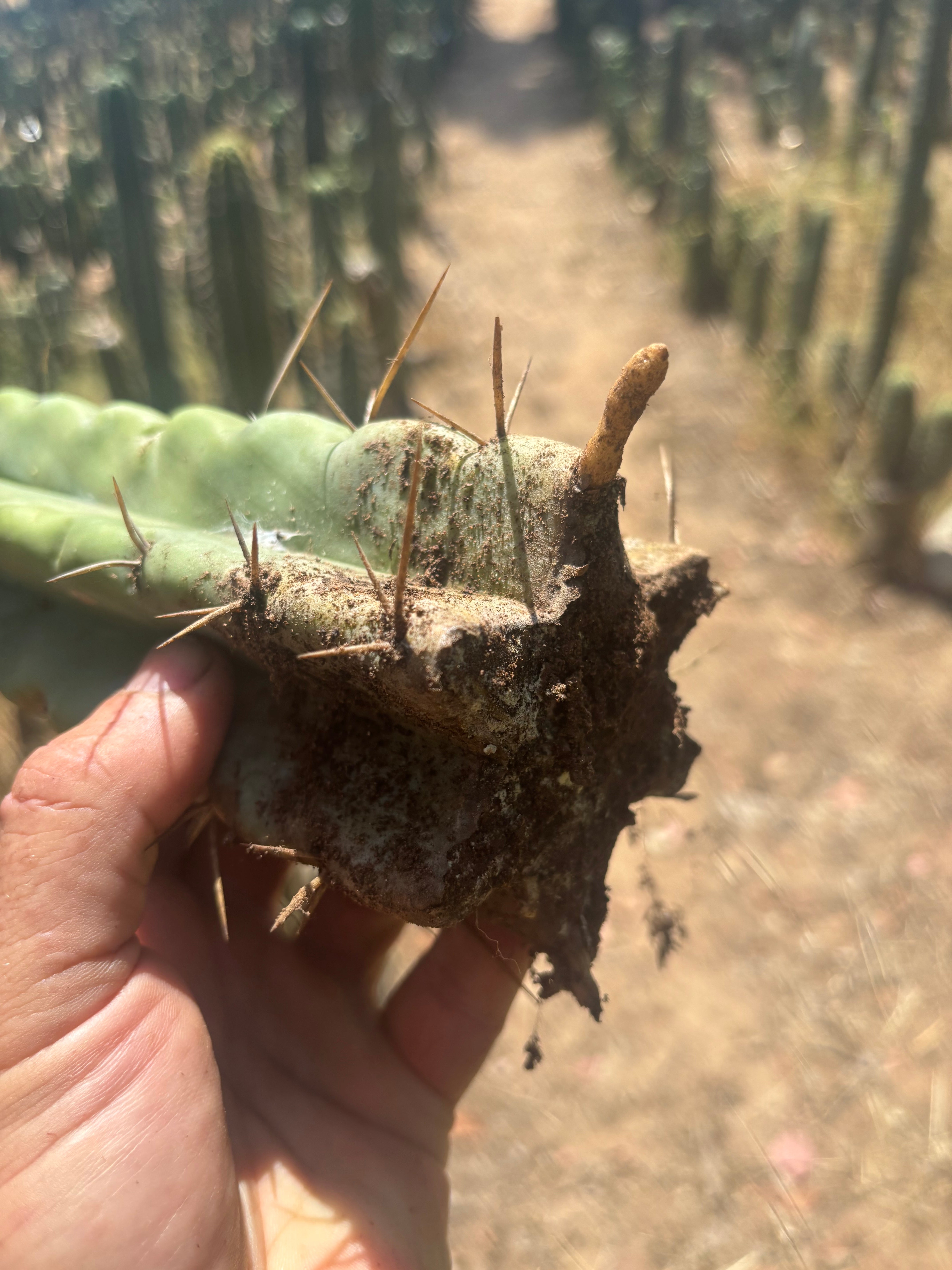 💎💎🌶️🌶️ NOM — 9” Tip, Throwing Roots