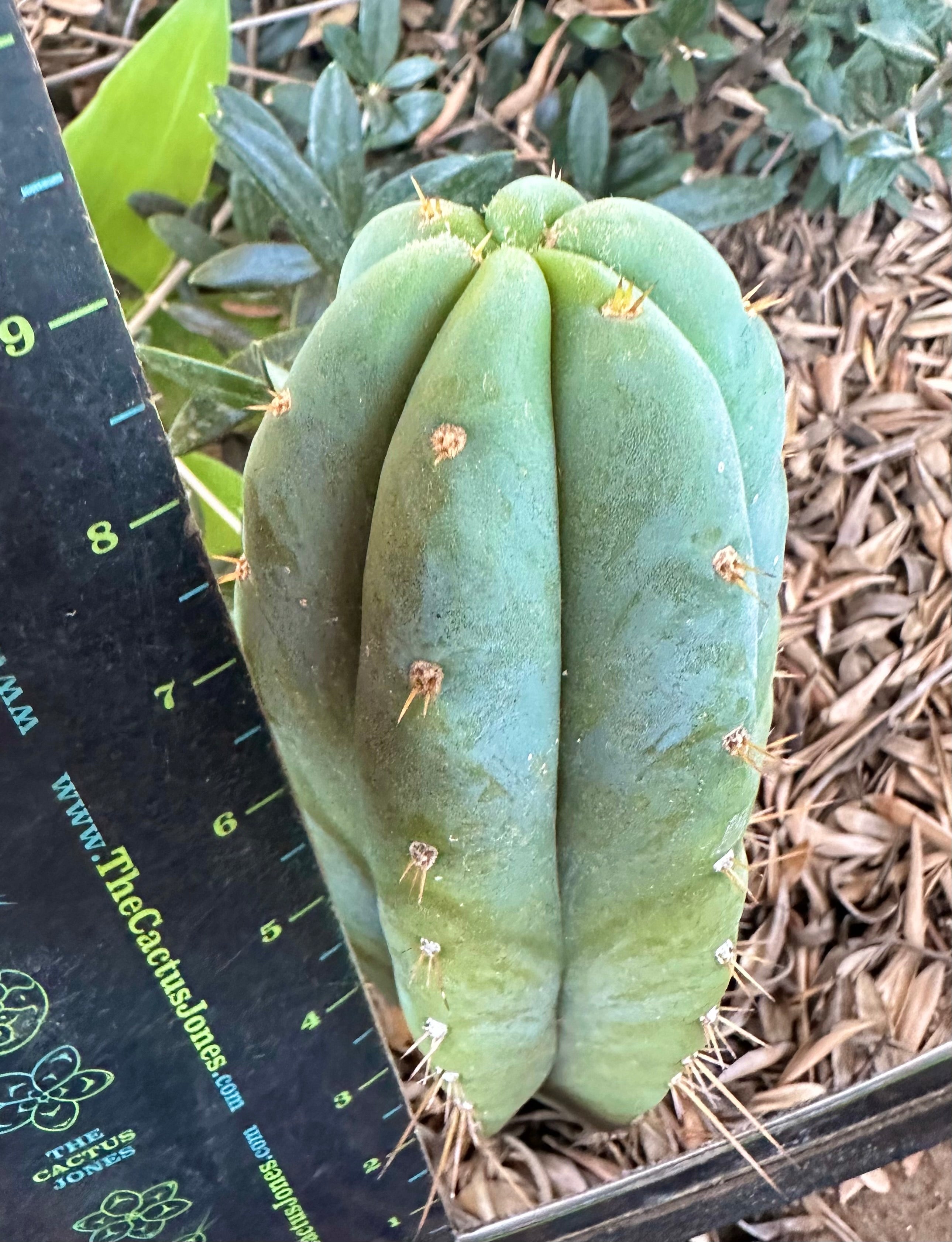 👑 Huanu from Lotusland —  9” Tip