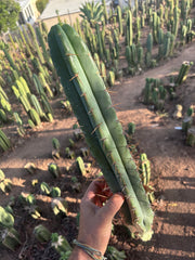 👑🌶️🌶️ Pala! — 💎 XL 16” Pup