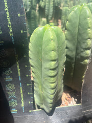 💎👑🌶️ Ferah — 8” Fourwang Pup