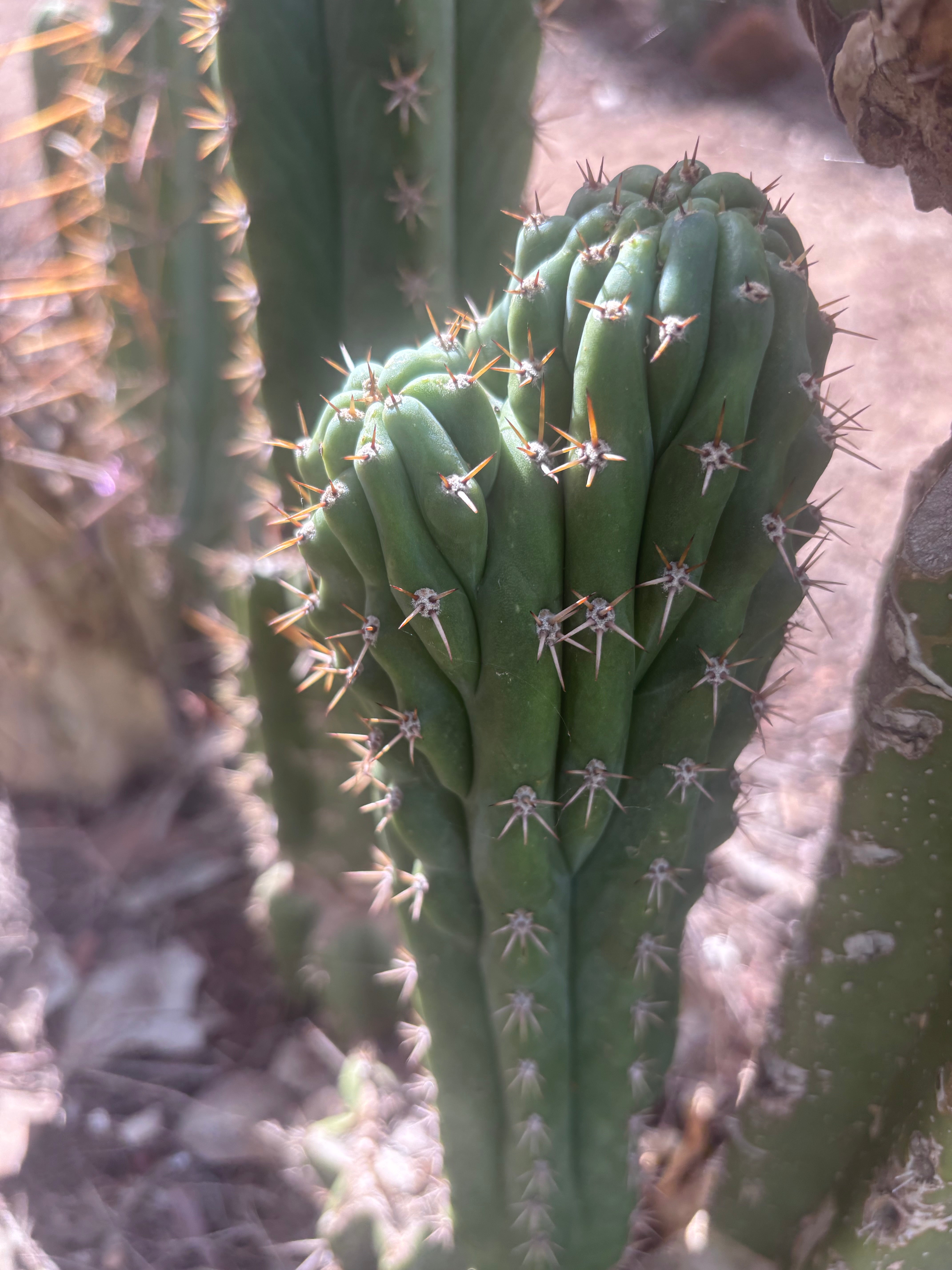 👑🐦‍⬛ RJ’s Clone — 9” Dichot Tip