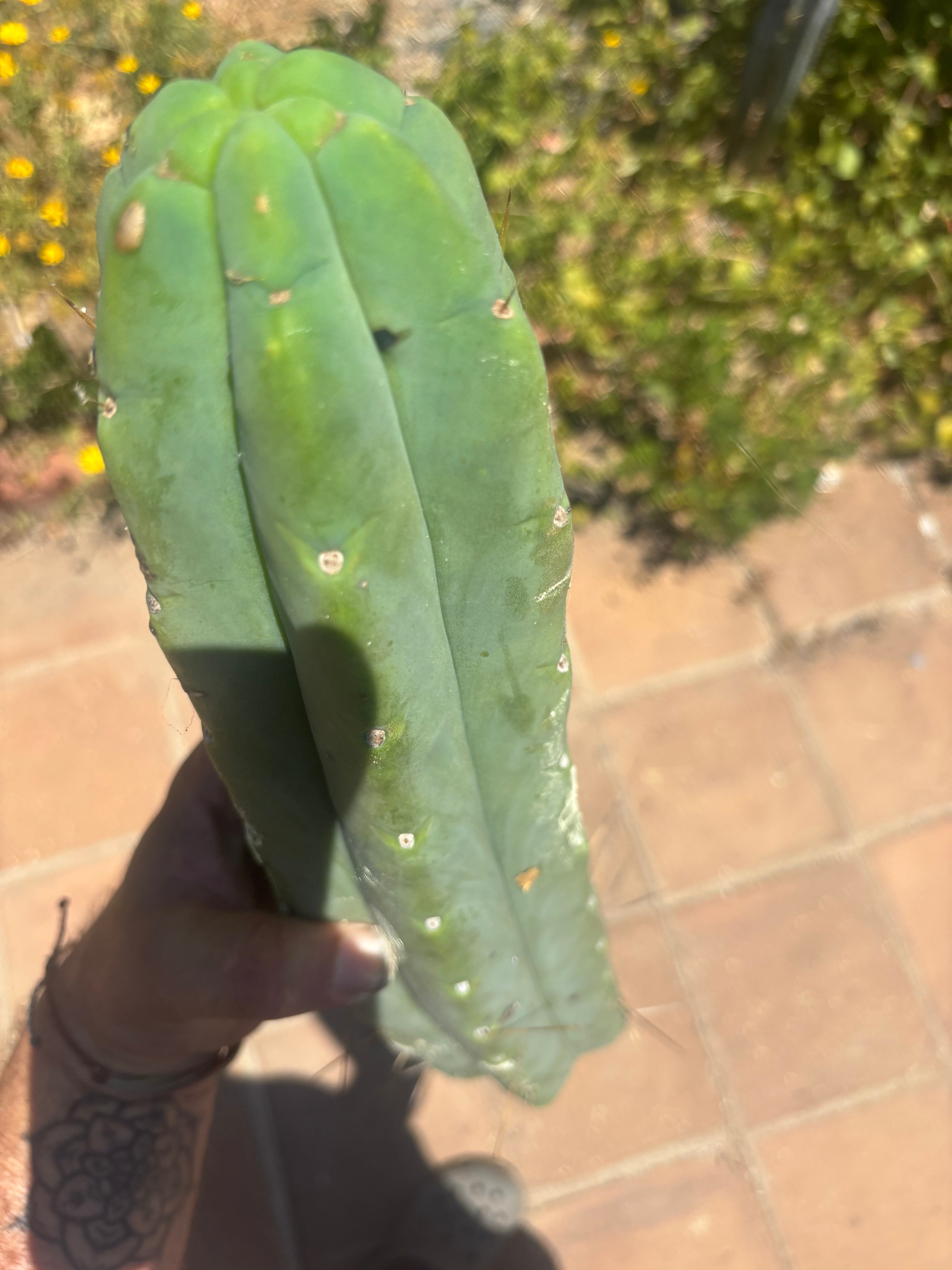 👑💎🌶️🌶️ Eileen — 16” Mega Tip (Blemish Discount)