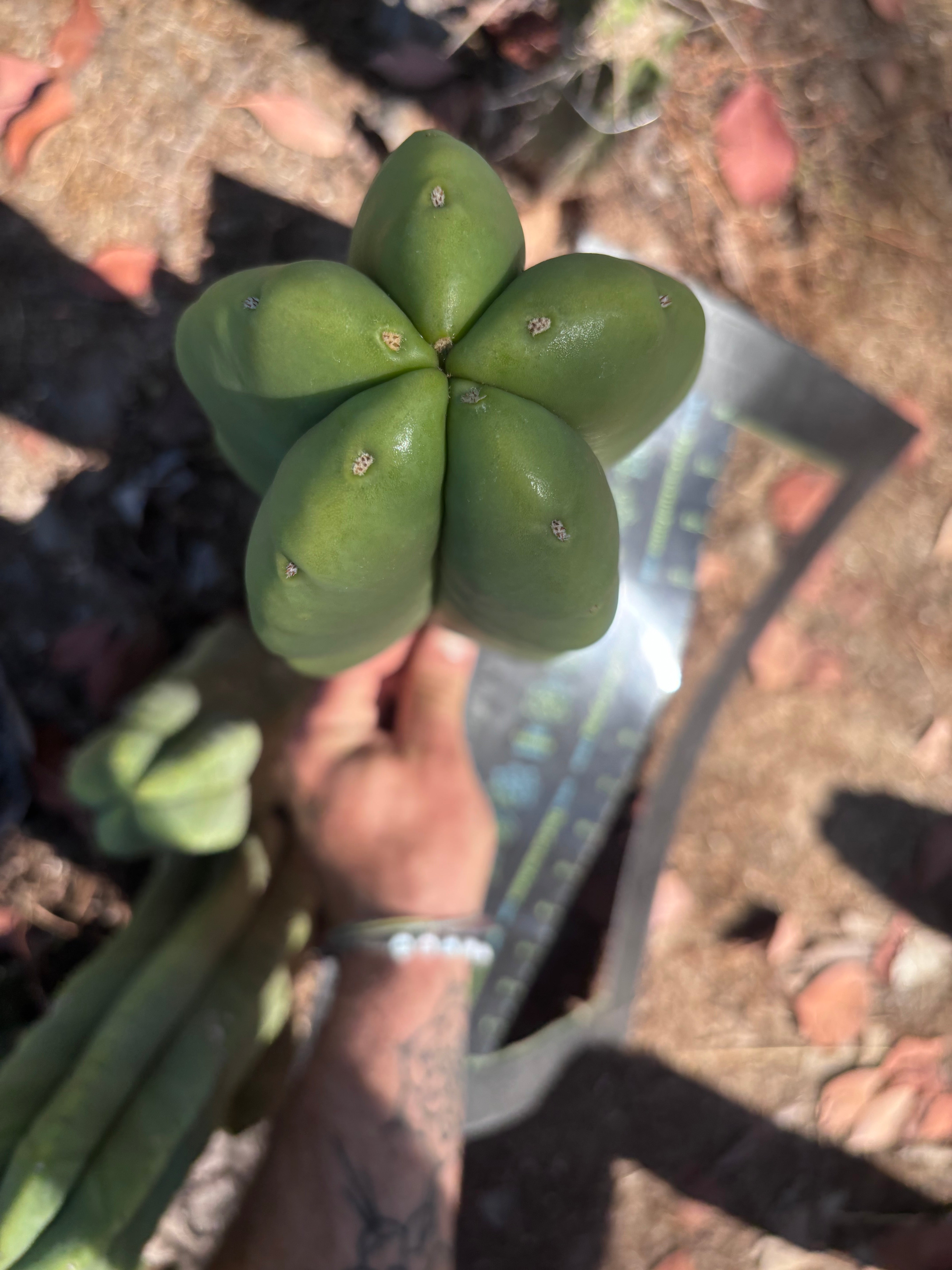 👑🌶️ Zulk — XL FAT 12” Pup