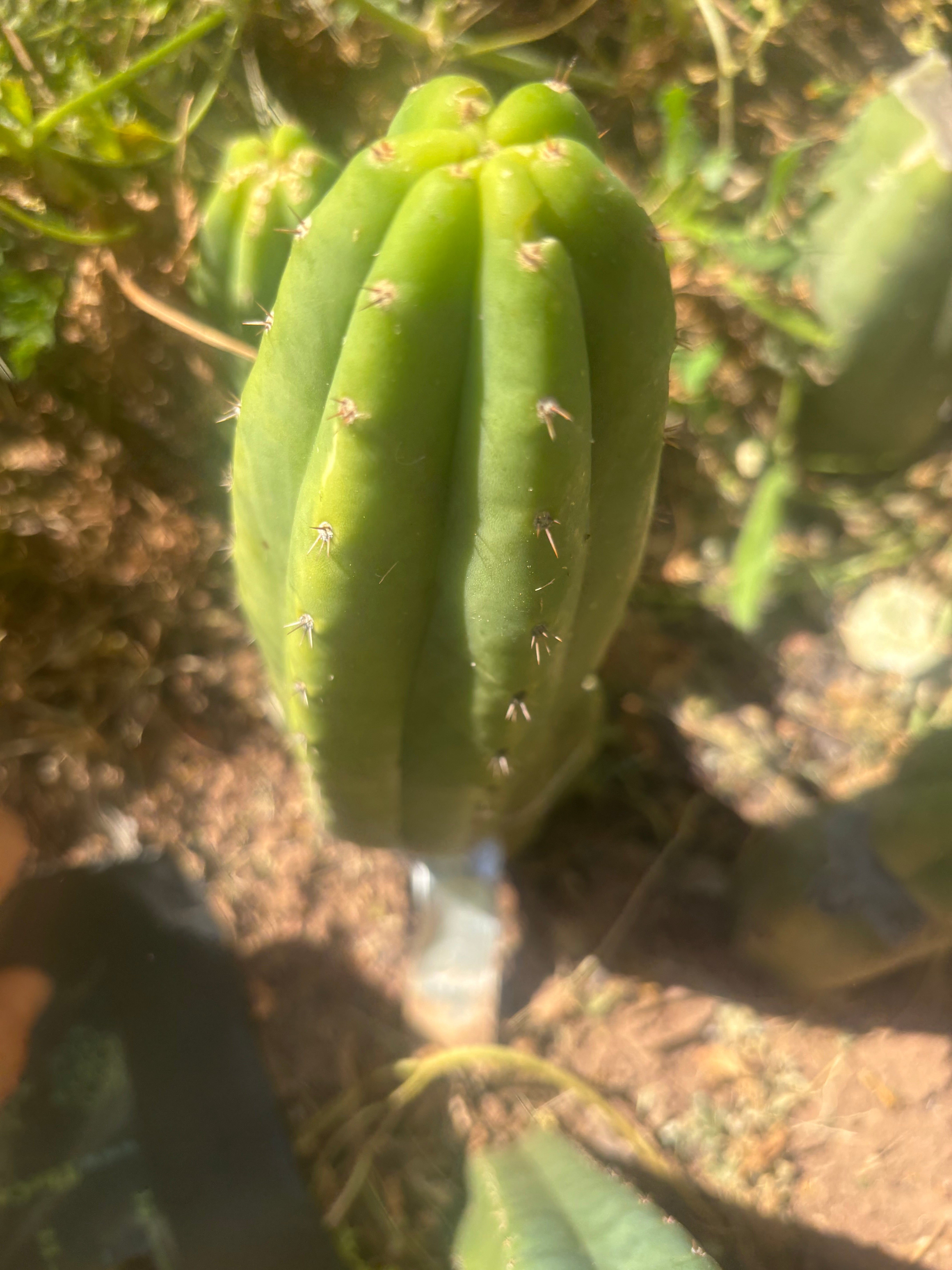 👑🌶️🌶️ KR04 — 8” Grenade