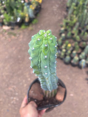 👑💎 Grecas — XL Established Tip Graft, Rooted