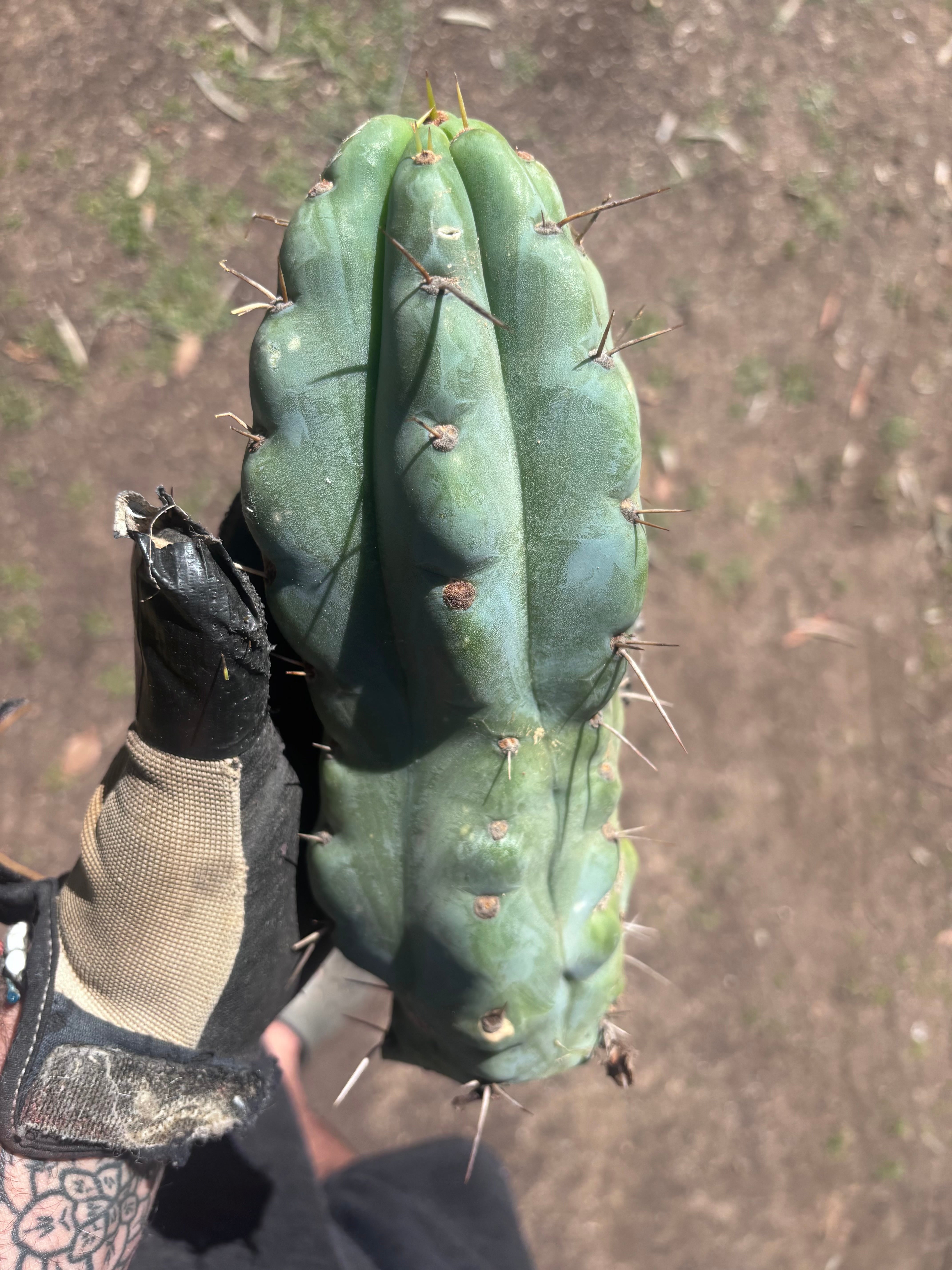 💎🌶️🌶️ NOM — Beefy 10” Tip