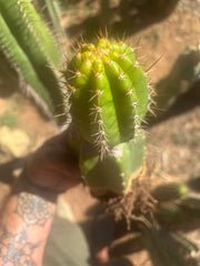💎👑💎❗️Parques De Leyendes —BK08611.4 Clone A — Established Rooted Slab Graft w/ Large Pup