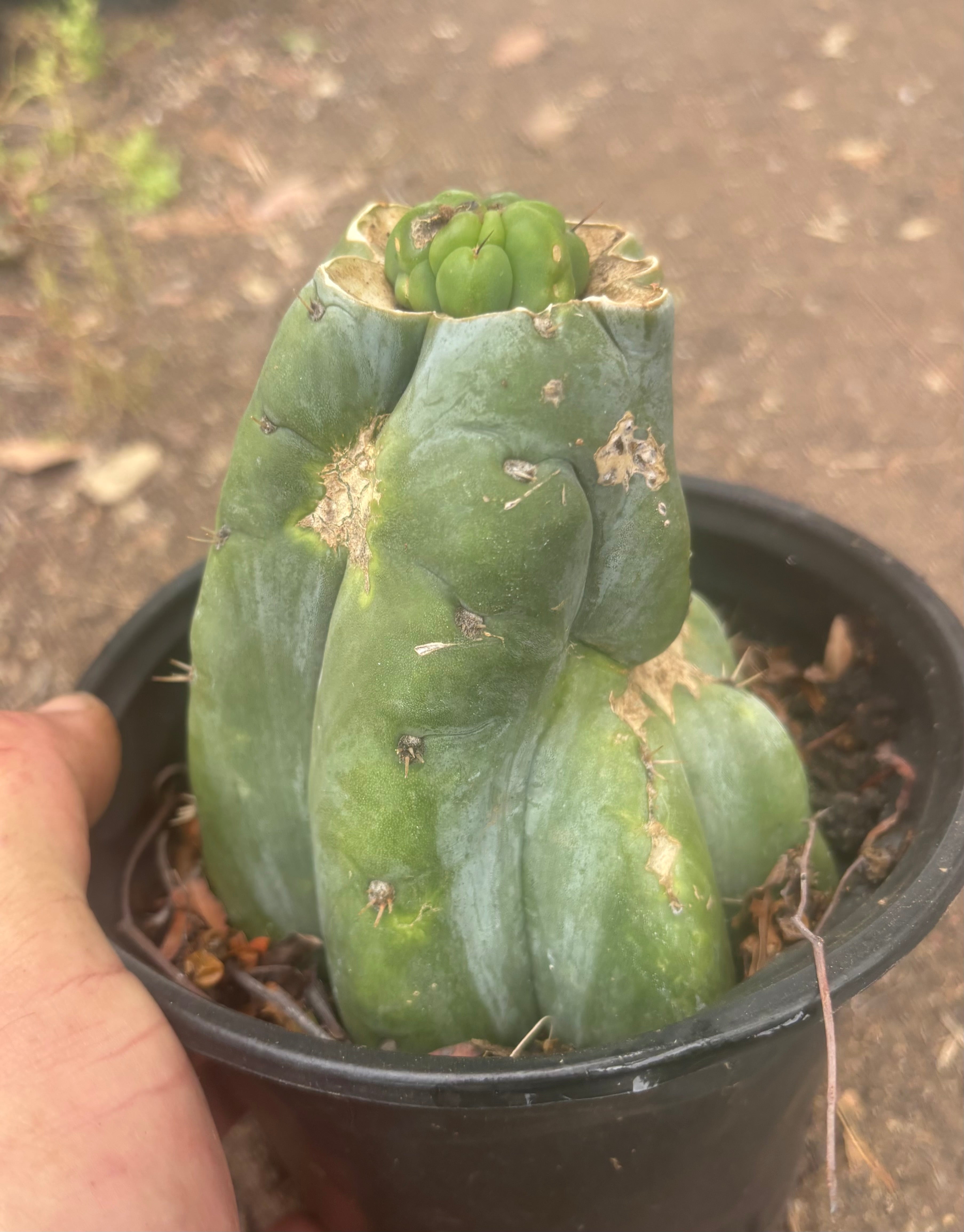 💎👑💎 Havran — Pup Graft on Rooted Shine01