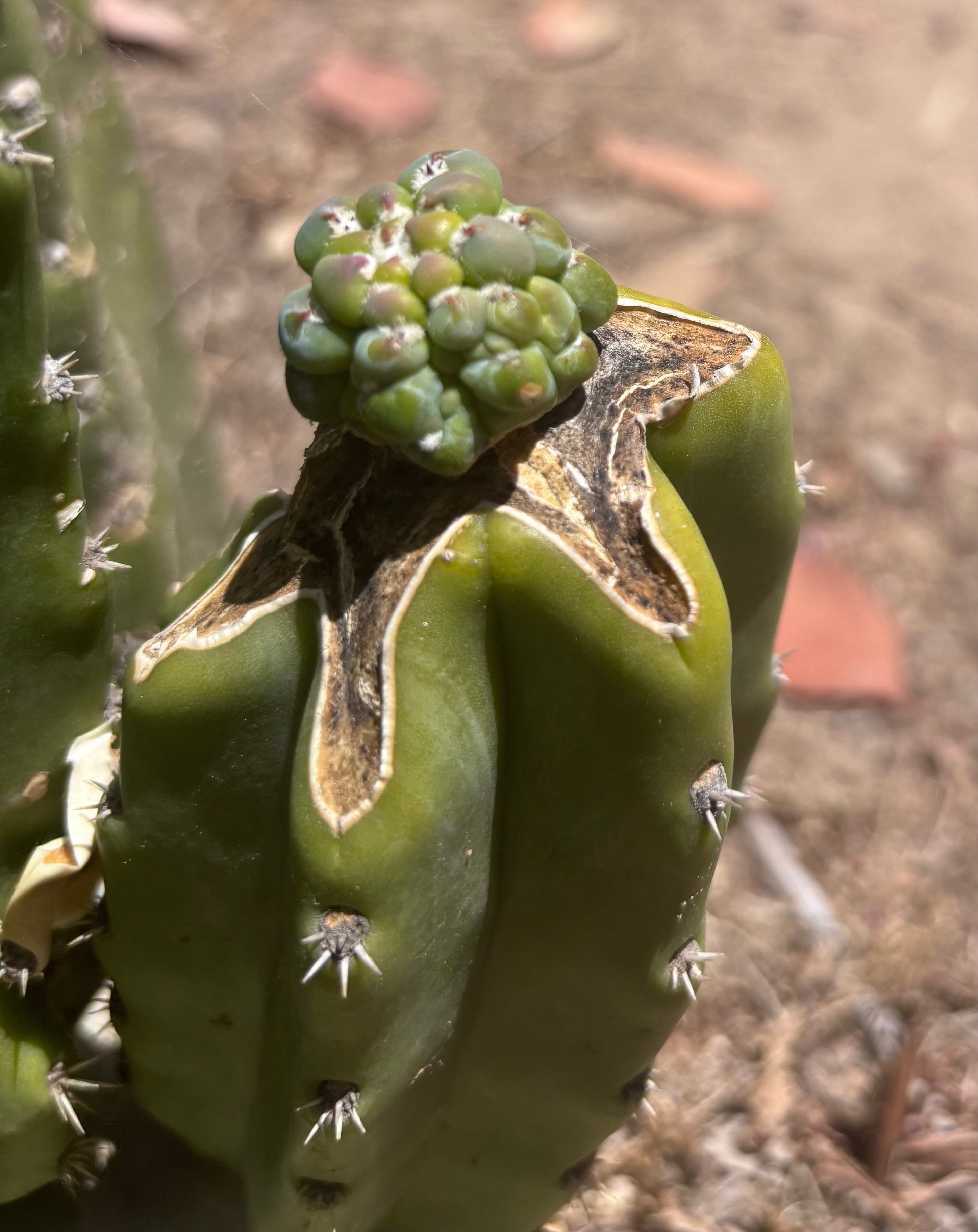 👑💎 The Weekly Glorp Graft