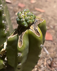 👑💎 The Weekly Glorp Graft