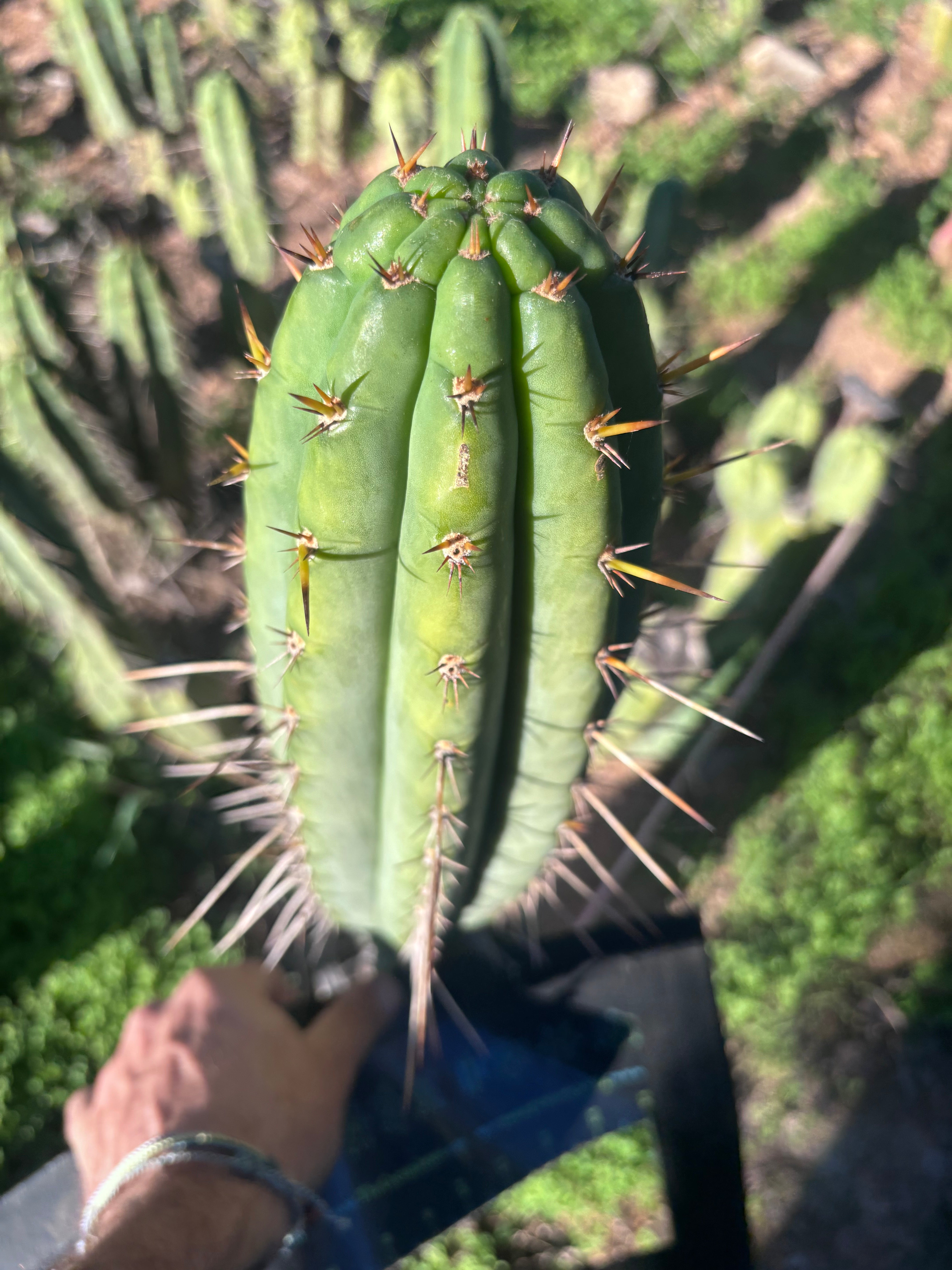 👑🌶️🌶️  Lumberjack — XL 14” Pup