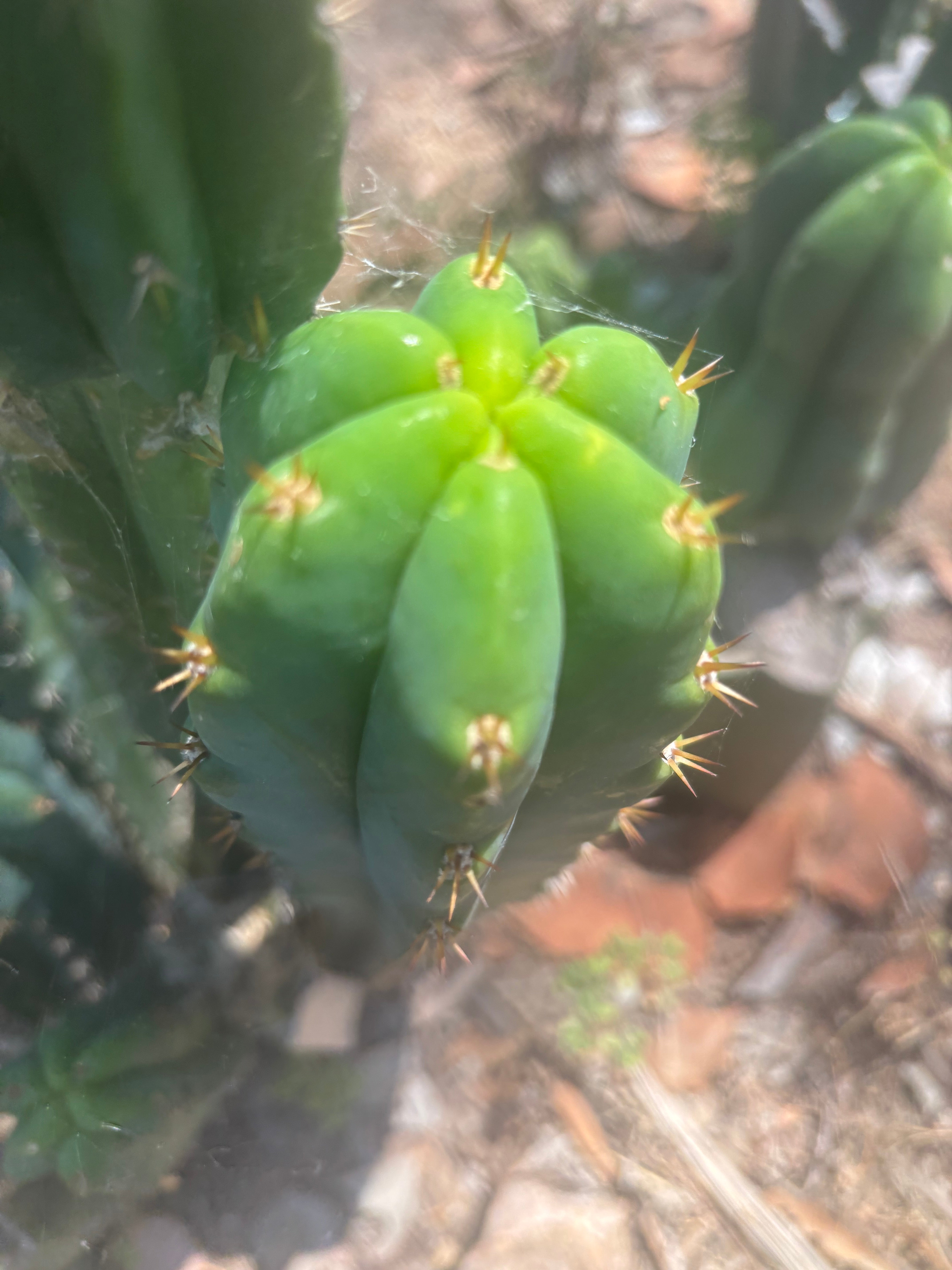 🌶️🌶️ NoidTwo — 13” Tip