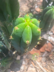 🌶️🌶️ NoidTwo — 13” Tip