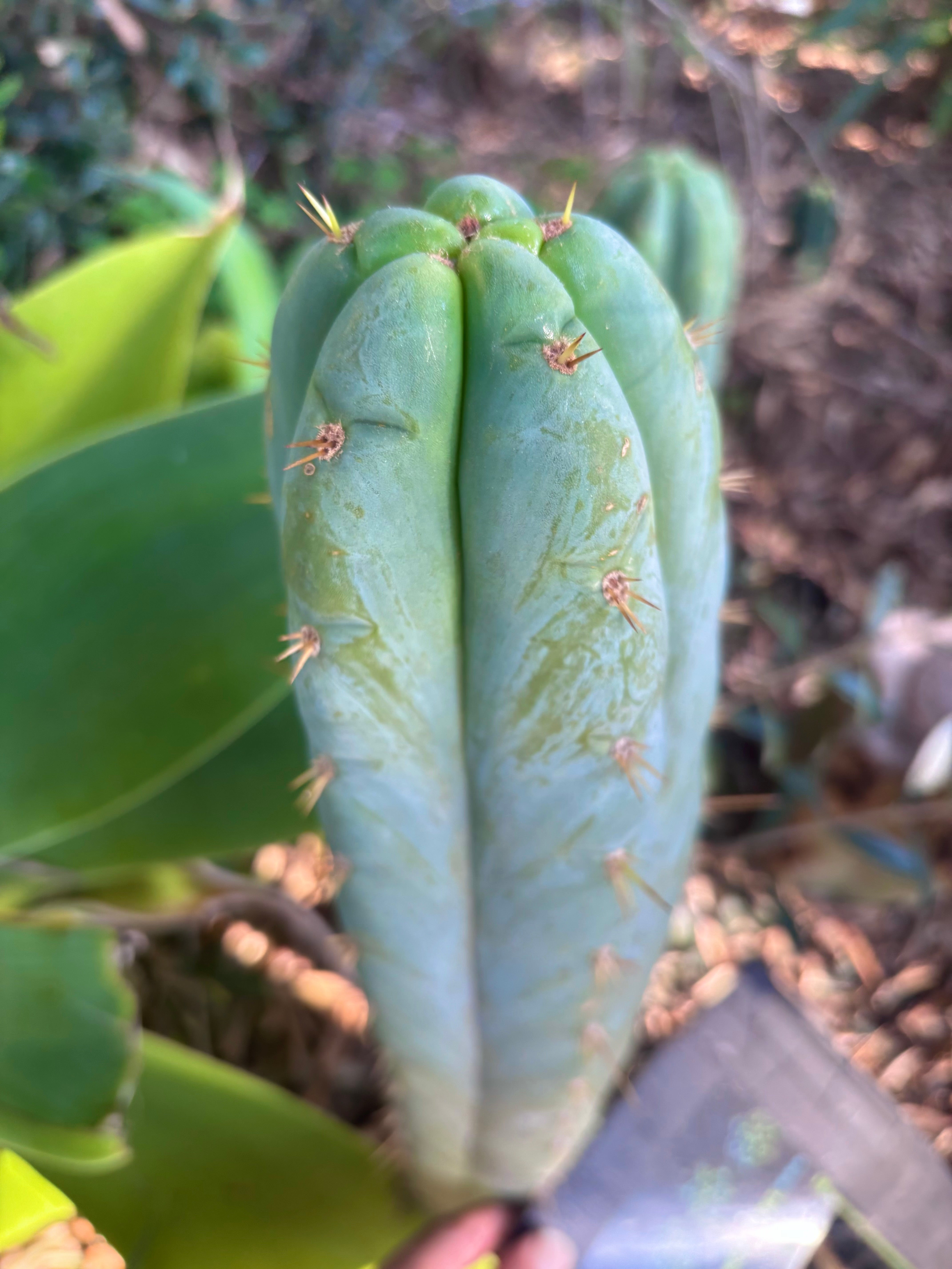 💎👑 Lotusland Huanu —  XL Fat-n-Frosty 14” Tip