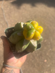 💎🔰 Ferah x Velvet, Vari #3 (FVV3)— Rooted Tip Graft