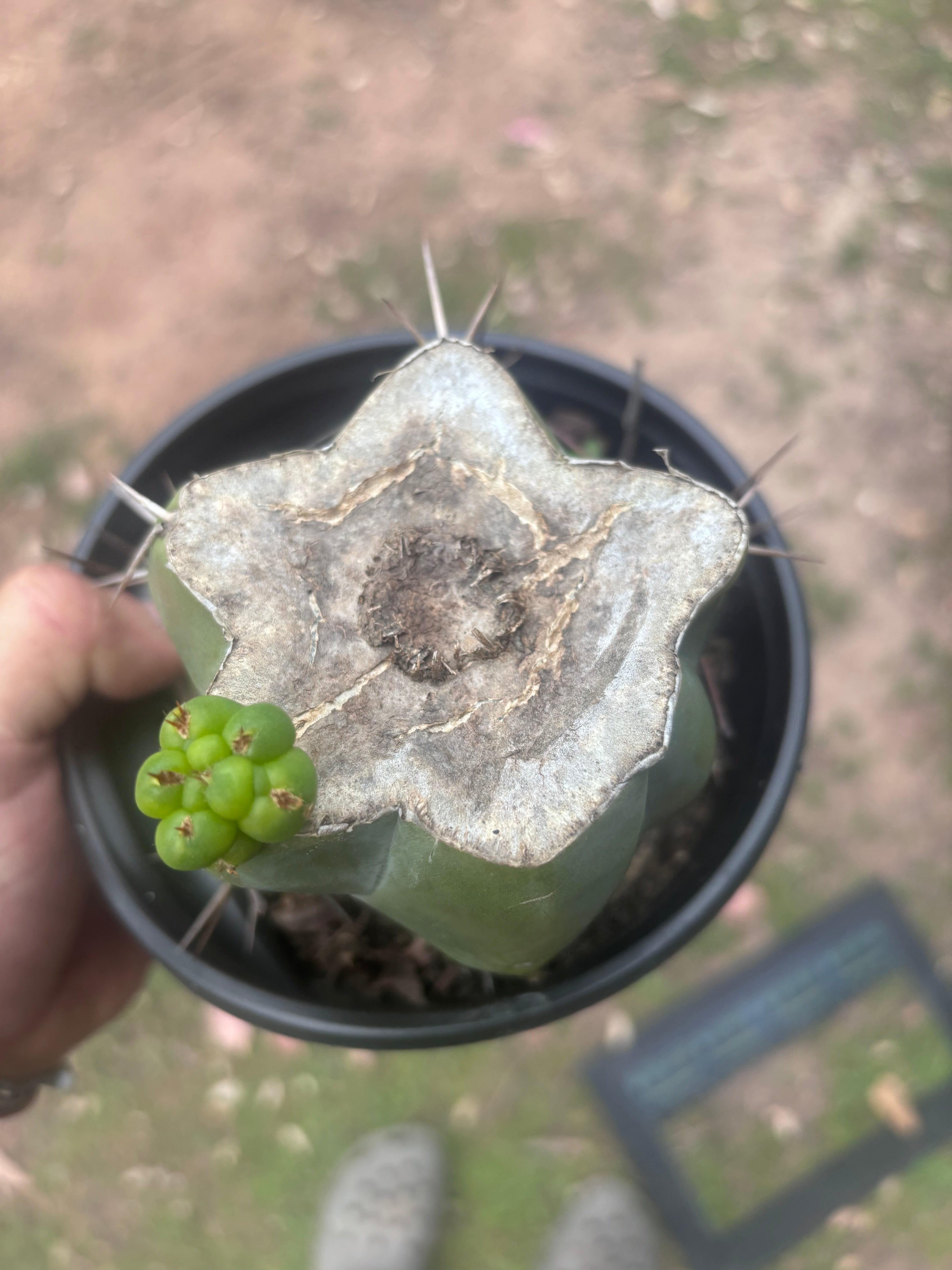 💎💎👑🌶️ Platform 9 3/4  — Rooted and Pupping Mid Chonk