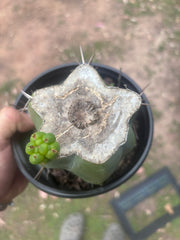 💎💎👑🌶️ Platform 9 3/4  — Rooted and Pupping Mid Chonk