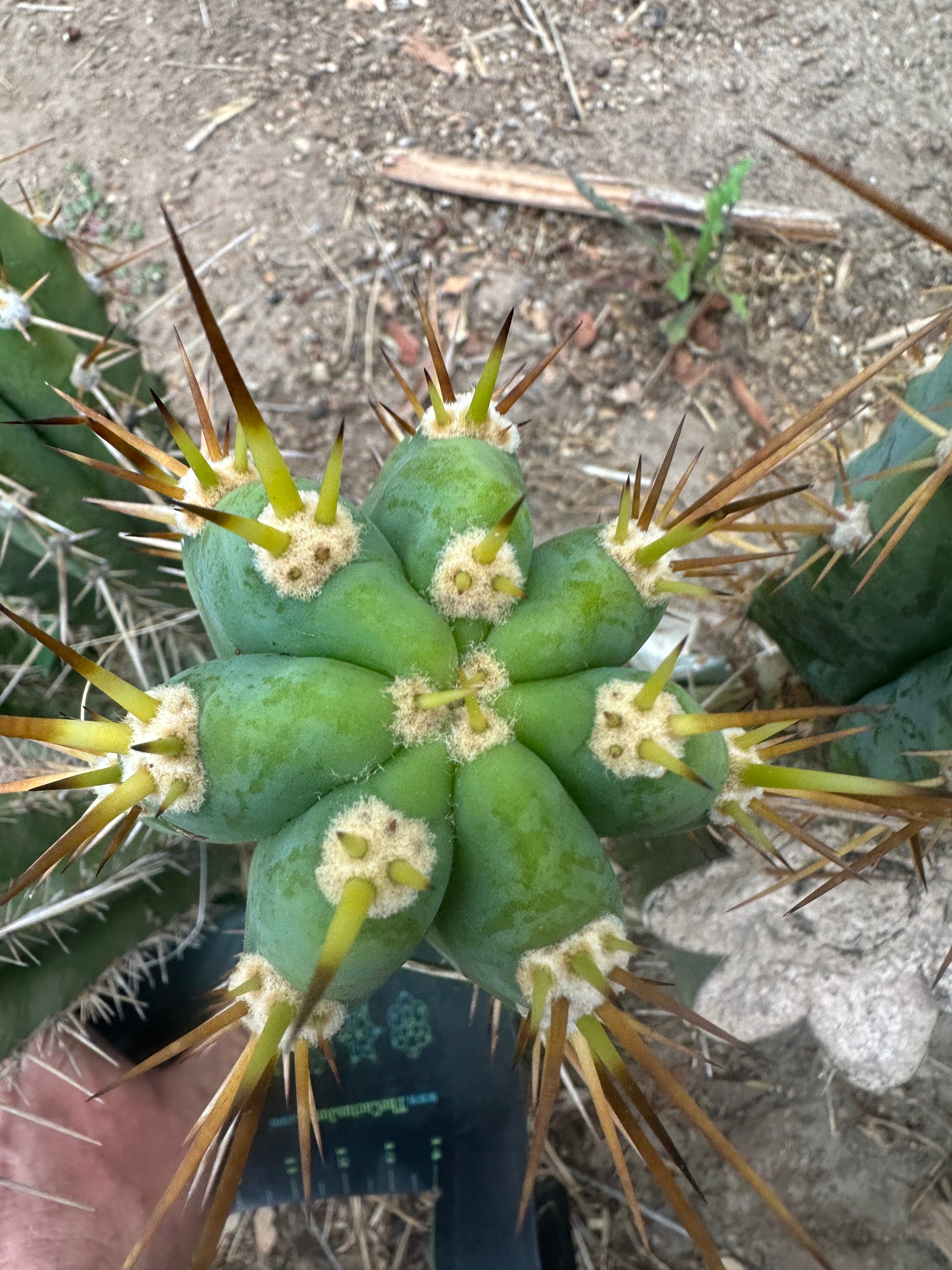 👑 KK242  — 12” Pup