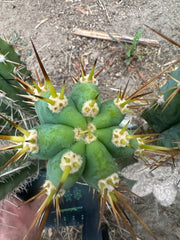 👑 KK242  — 12” Pup