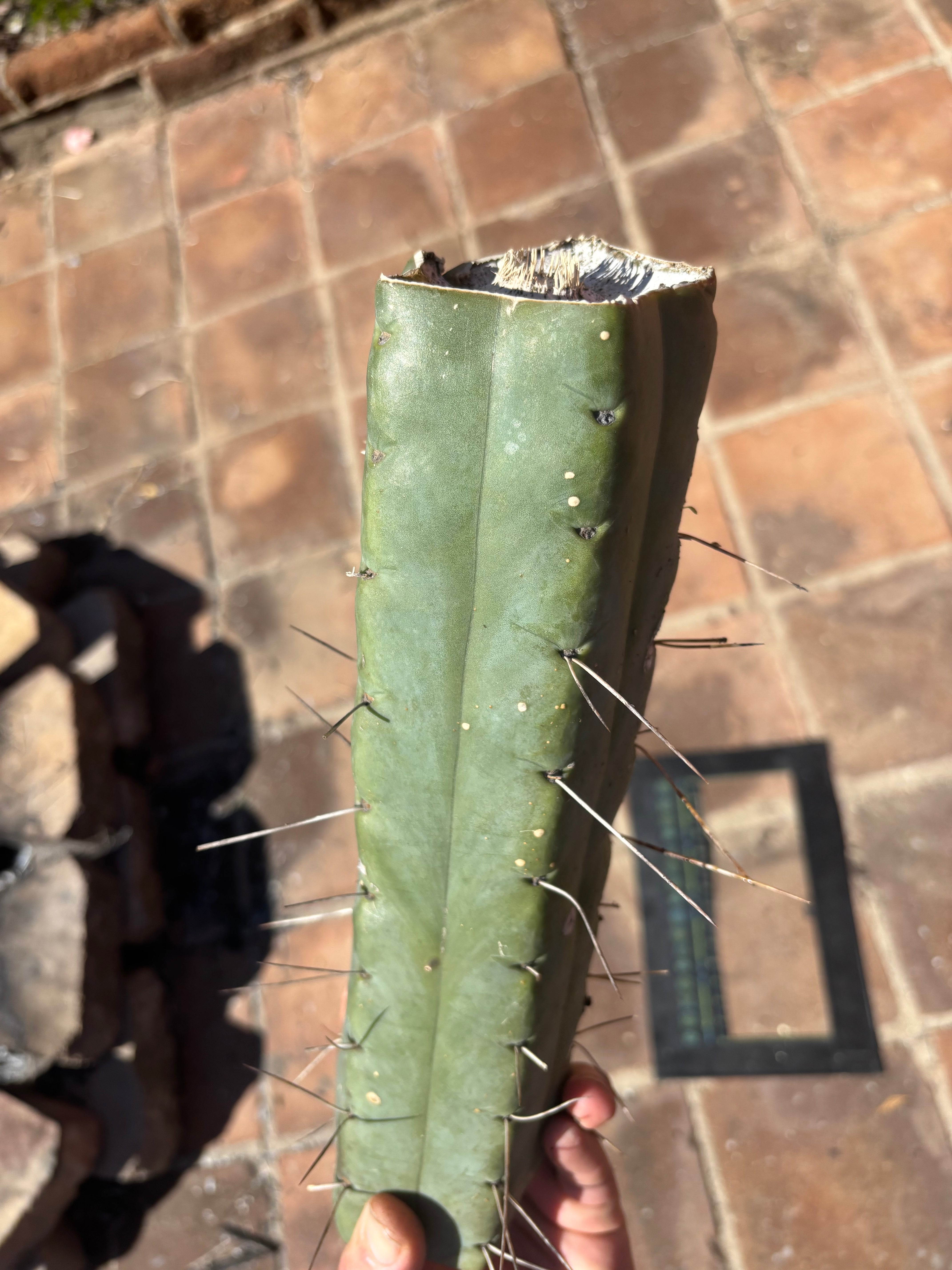 👑🌶️ TBQM  — Massive 13” Mid