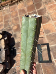 👑🌶️ TBQM  — Massive 13” Mid
