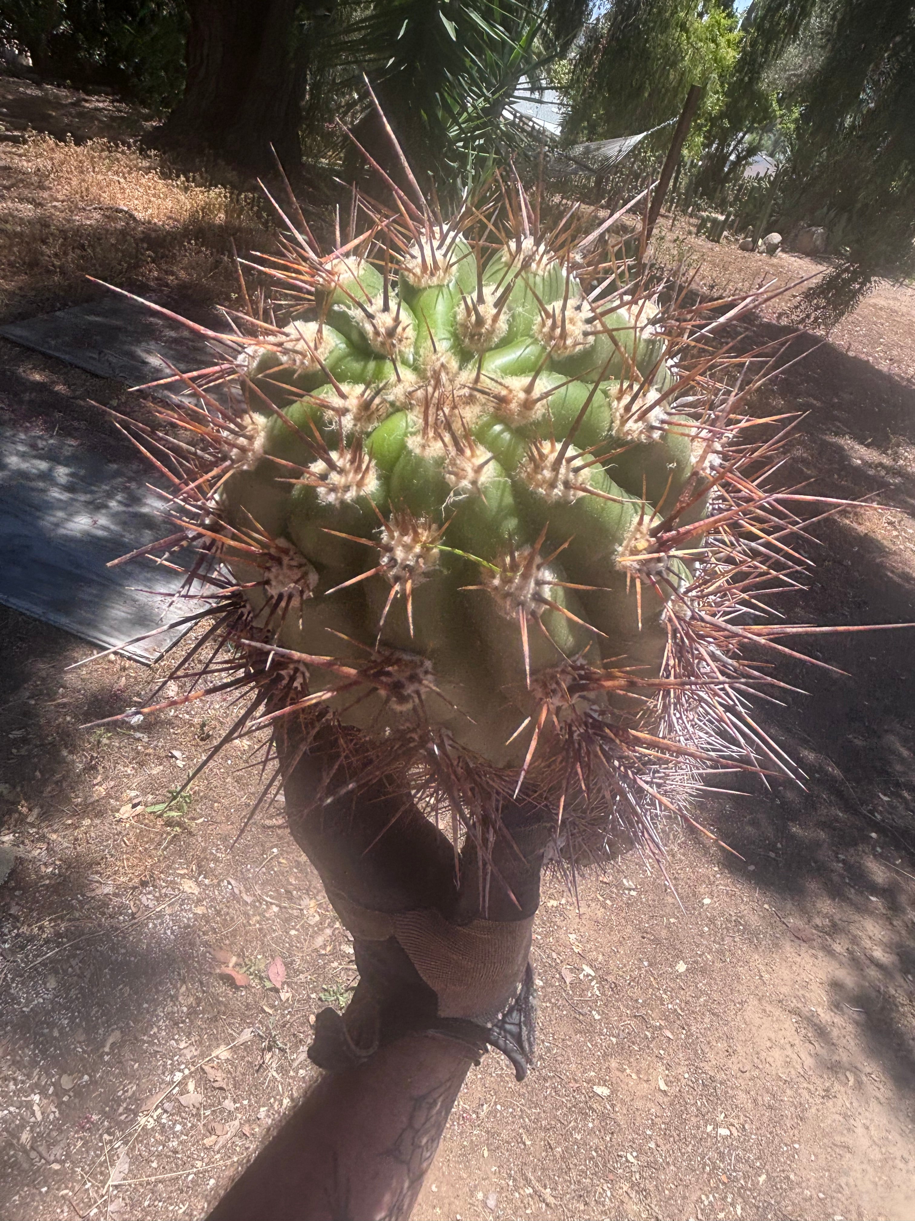 💎 Tacaquirensis — Massive 16” Pup