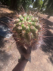 💎 Tacaquirensis — Massive 16” Pup