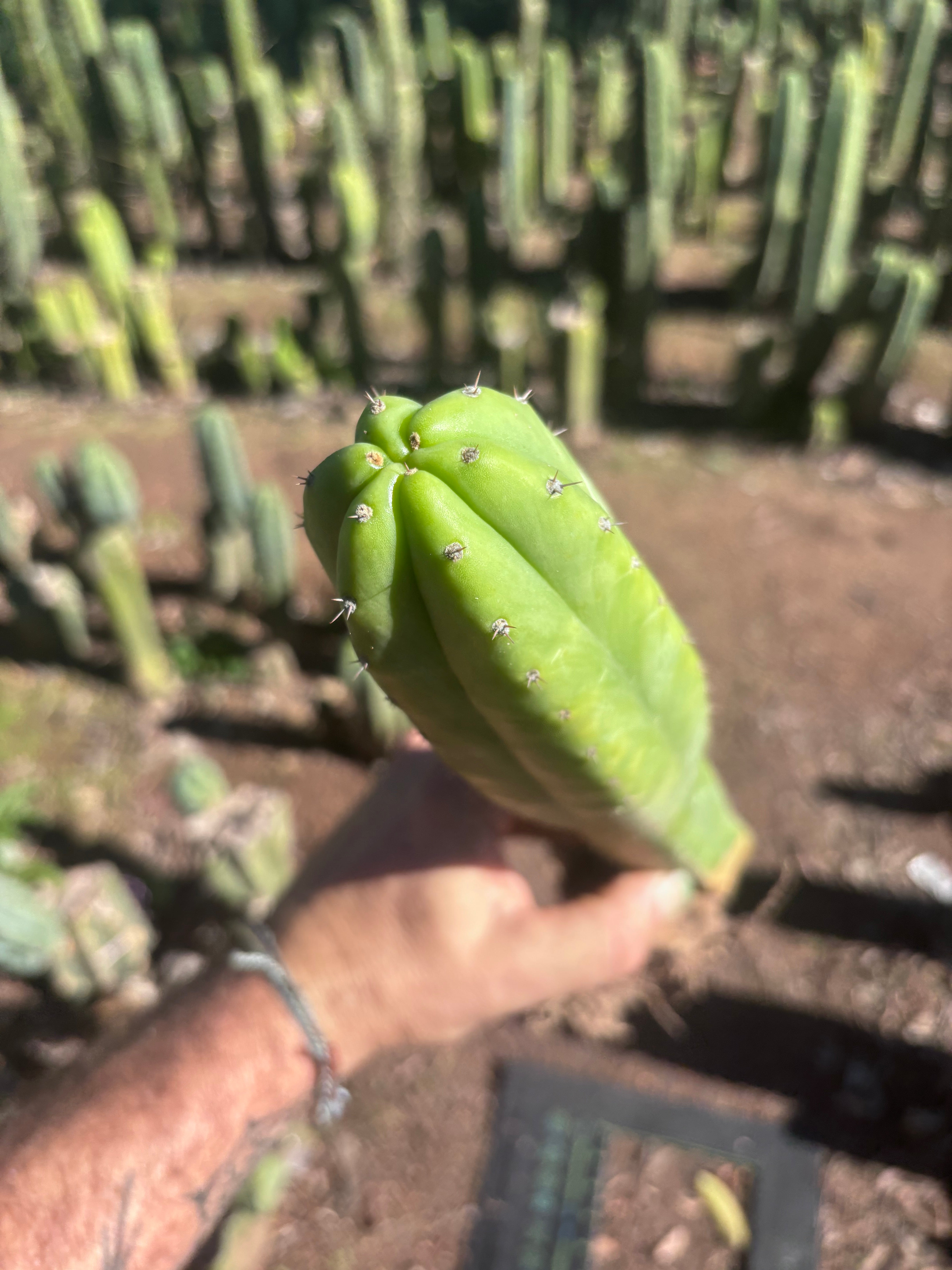 👑🌶️ Ecuadorian Pach — Rooted 15”