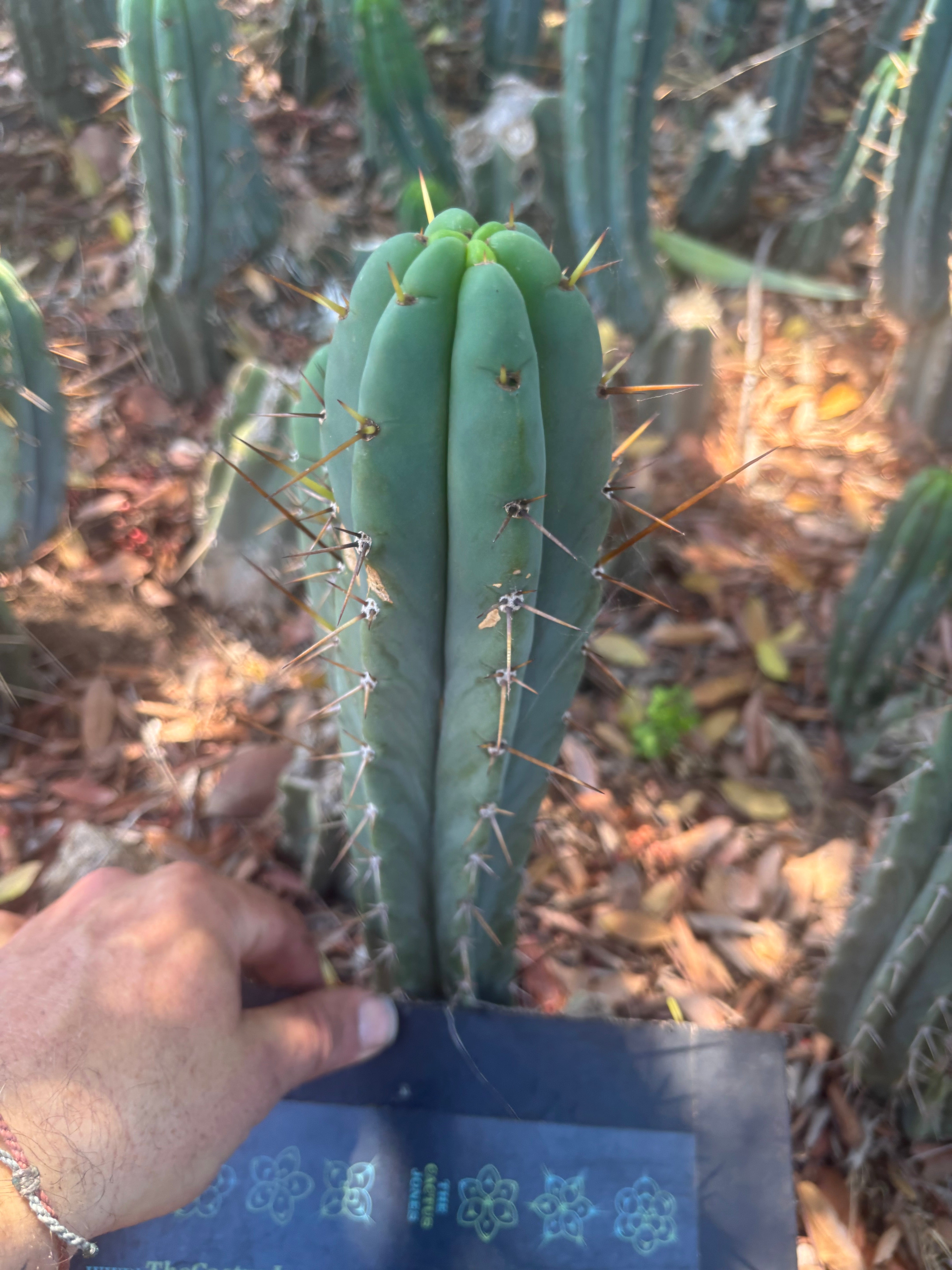 👑🌶️🌶️ Pala — 9” Tip