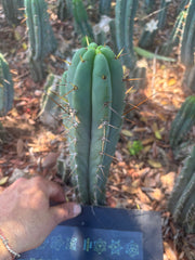 👑🌶️🌶️ Pala — 9” Tip