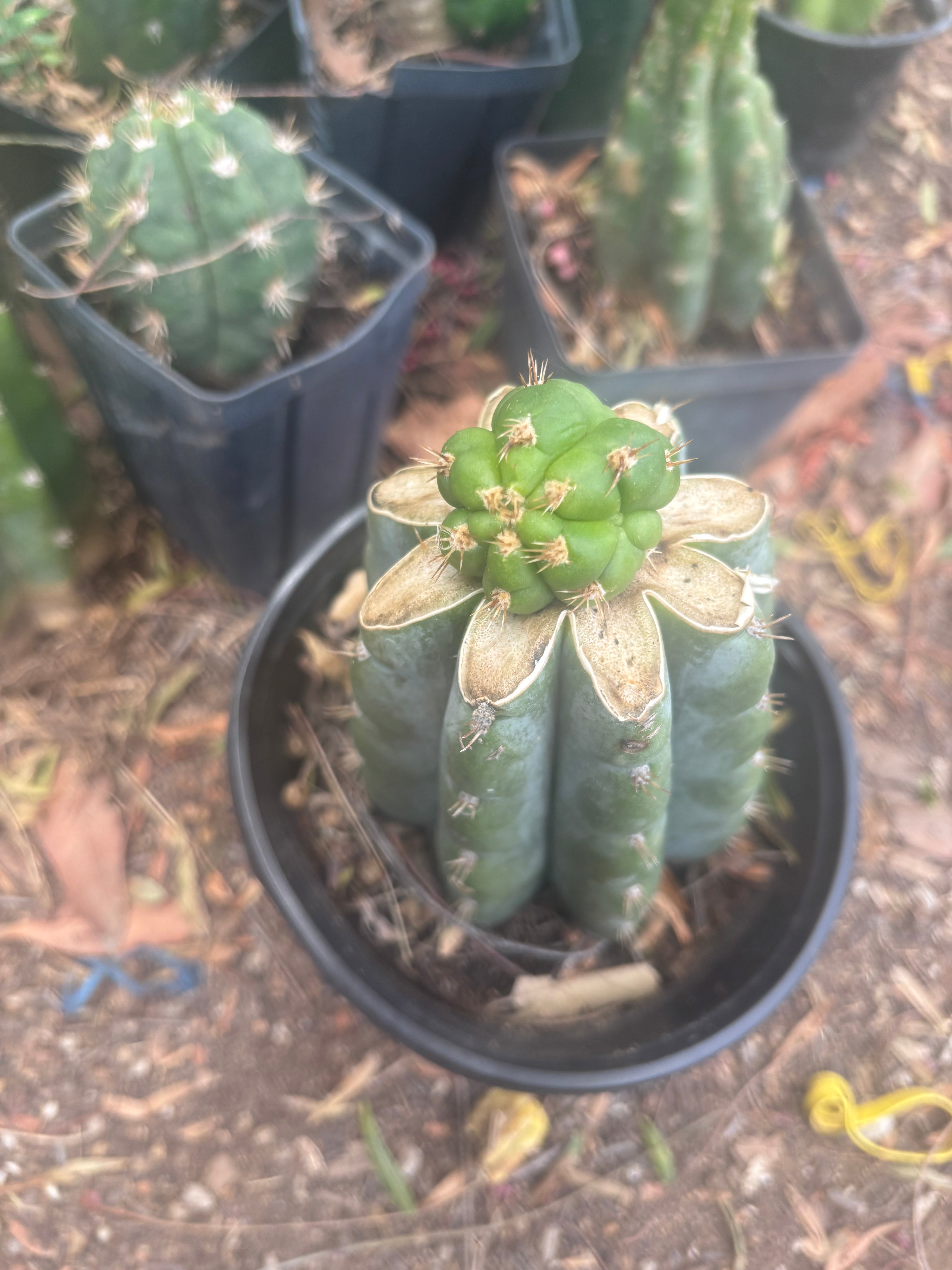 💎👑💎🌶️ CareBear — One More Graft on Rooted Shine01