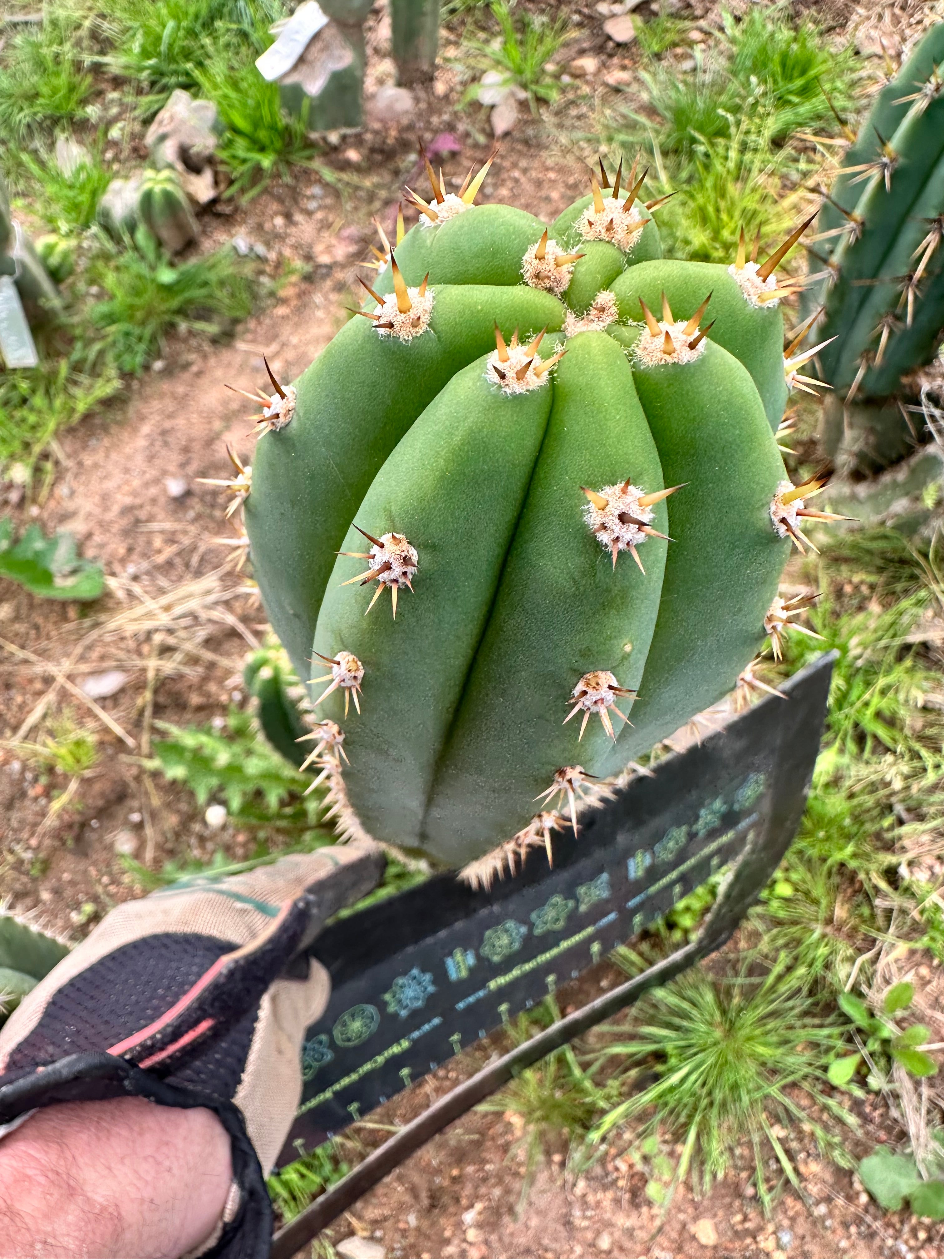 🌶️  Tipz x Super Pedro— 10” Tips (3)