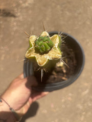 💎👑💎 Havran — Pup Graft on Seed Grown Rooted Stock