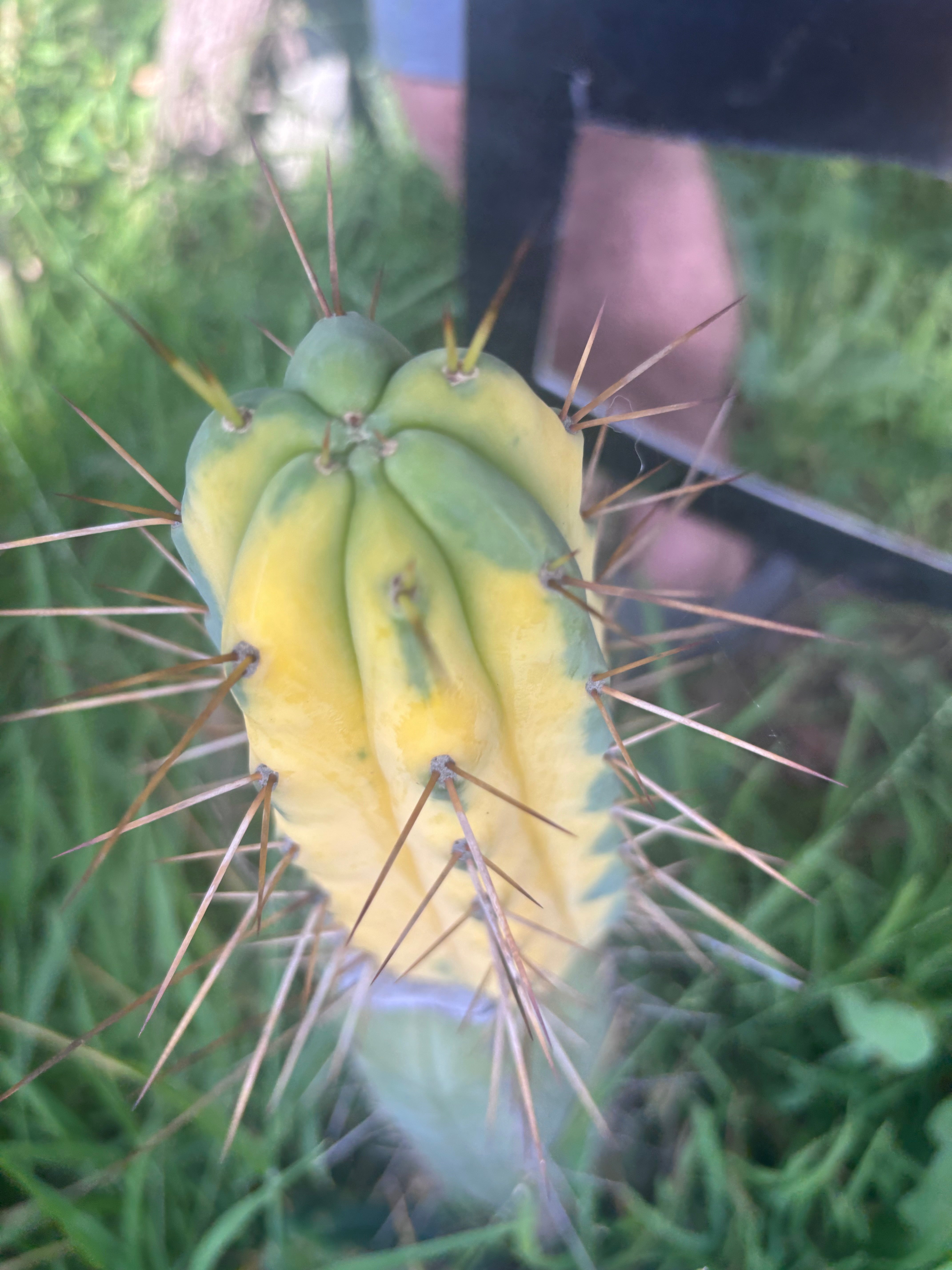 💎💎👑🌶️ MJC01  — 6” Tip