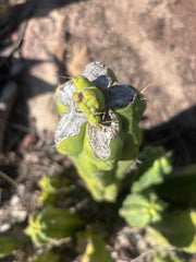 👑💎🌶️🌶️ TBMC — Graft on Thick TPM