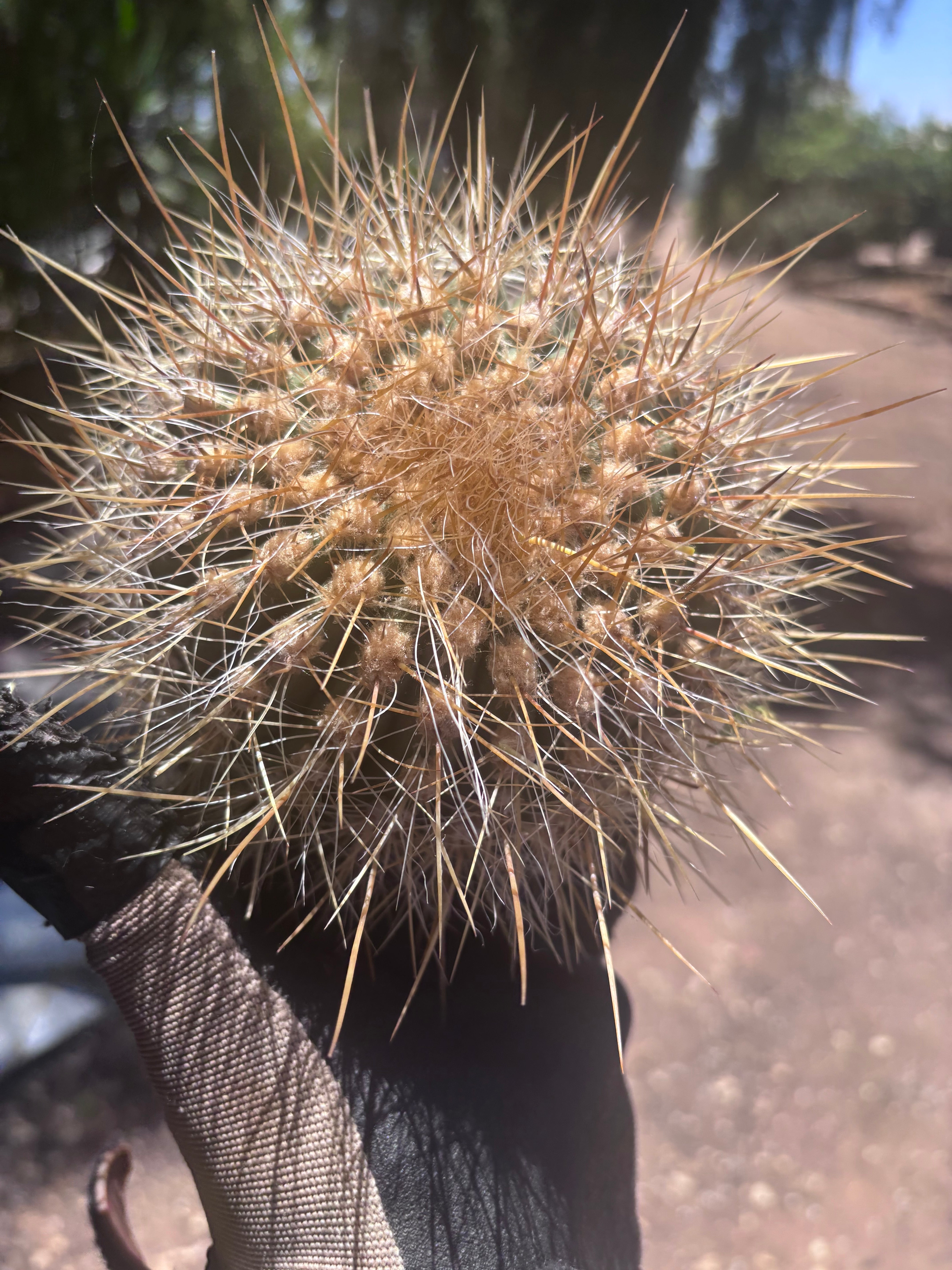 💎 T. Atacamensis — Small Pup