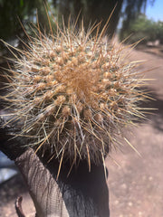 💎 T. Atacamensis — Small Pup