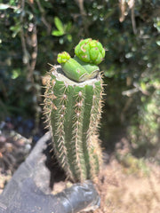 👑🌶️🌶️ KR04 — Another Whole Rooted Graft