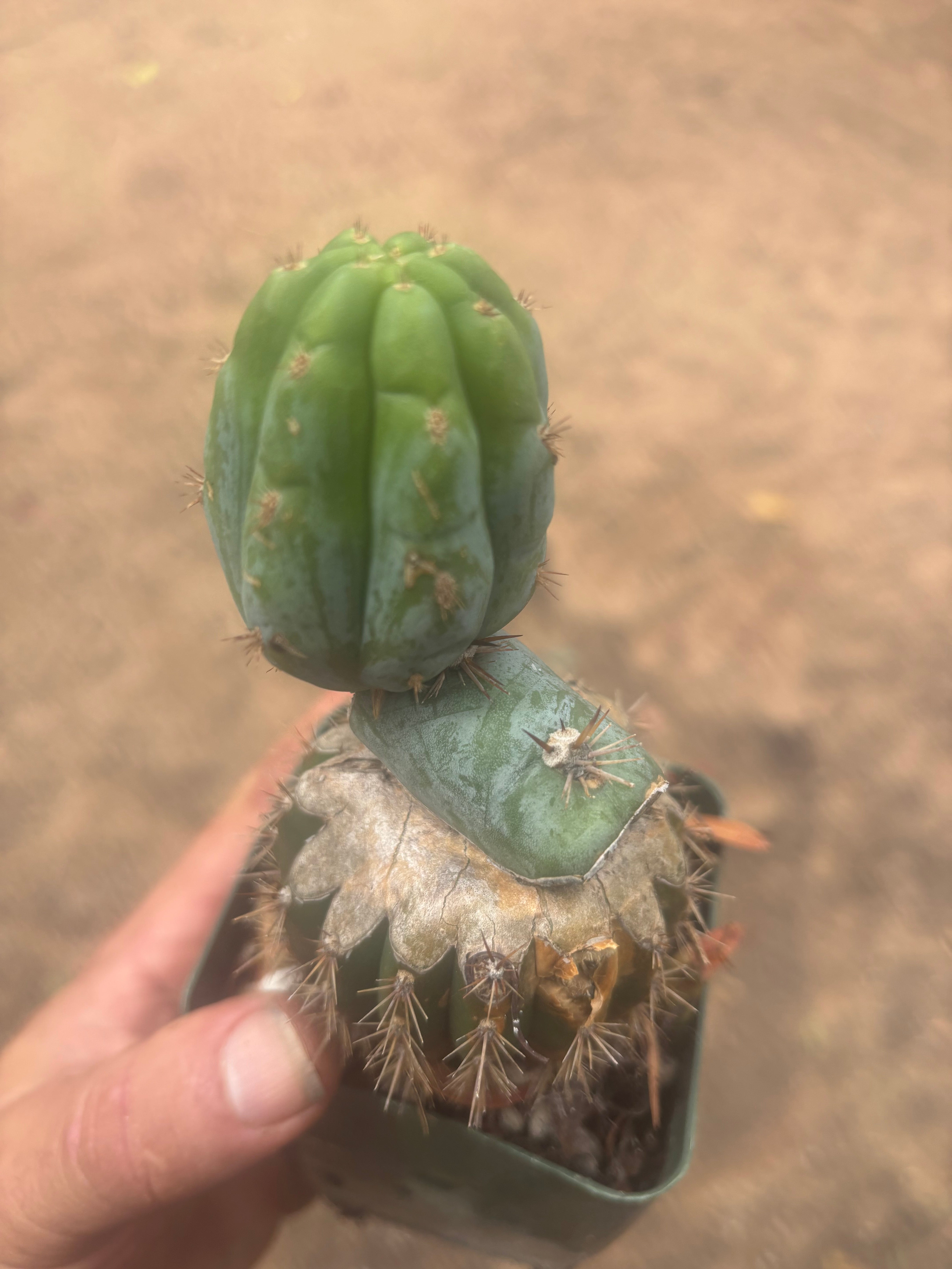 💎👑💎  NUBS — Established Slab Graft w/ Pup, Rooted