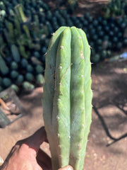 👑🌶️🌶️ Landfill — XL Rooted 16”
