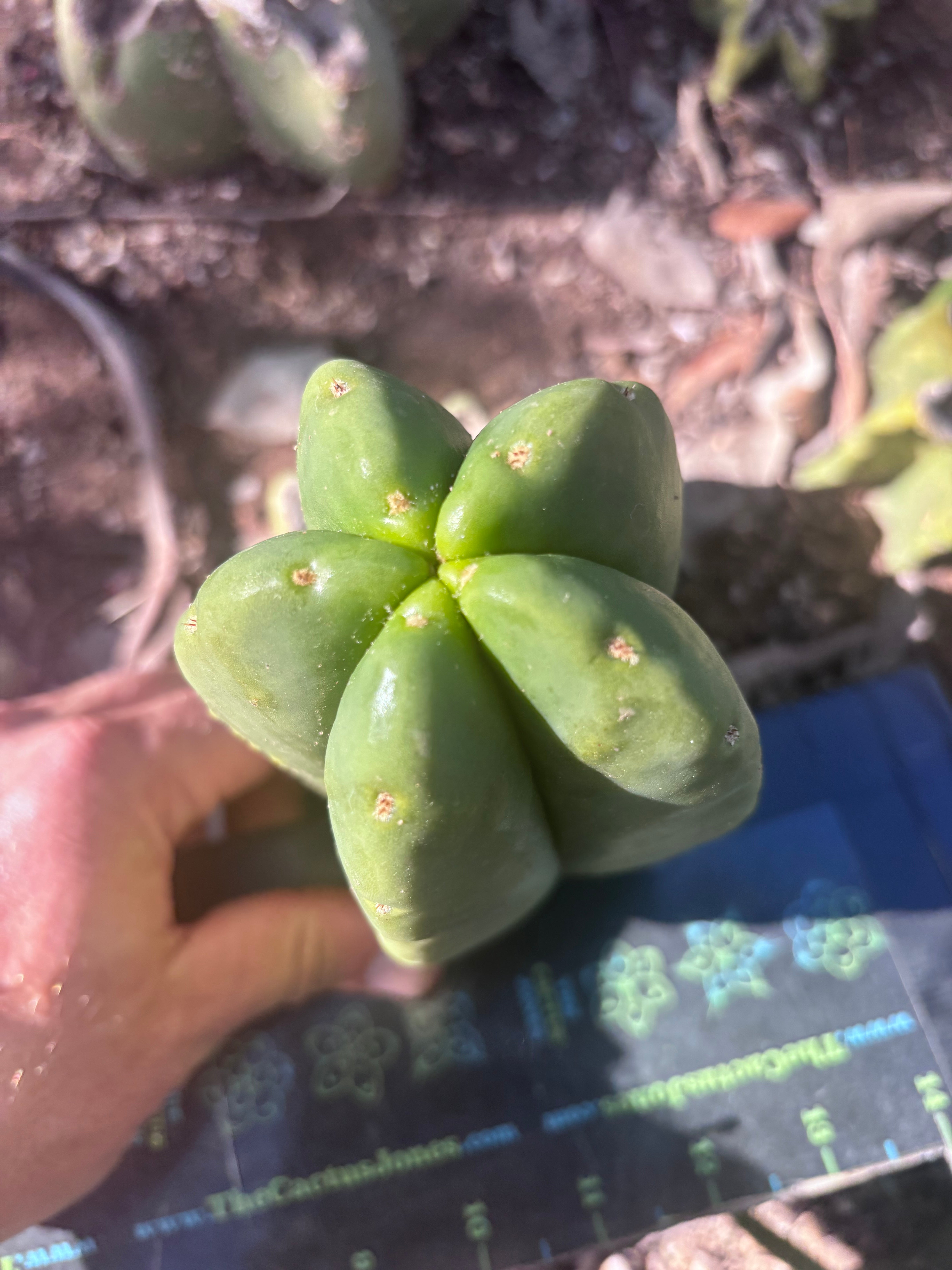 💎👑💎🌶️ Ferah! — 5th Drop in a Row