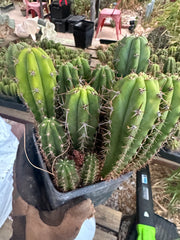 Latest Seedlings! Ventucky Blue x Fillmore