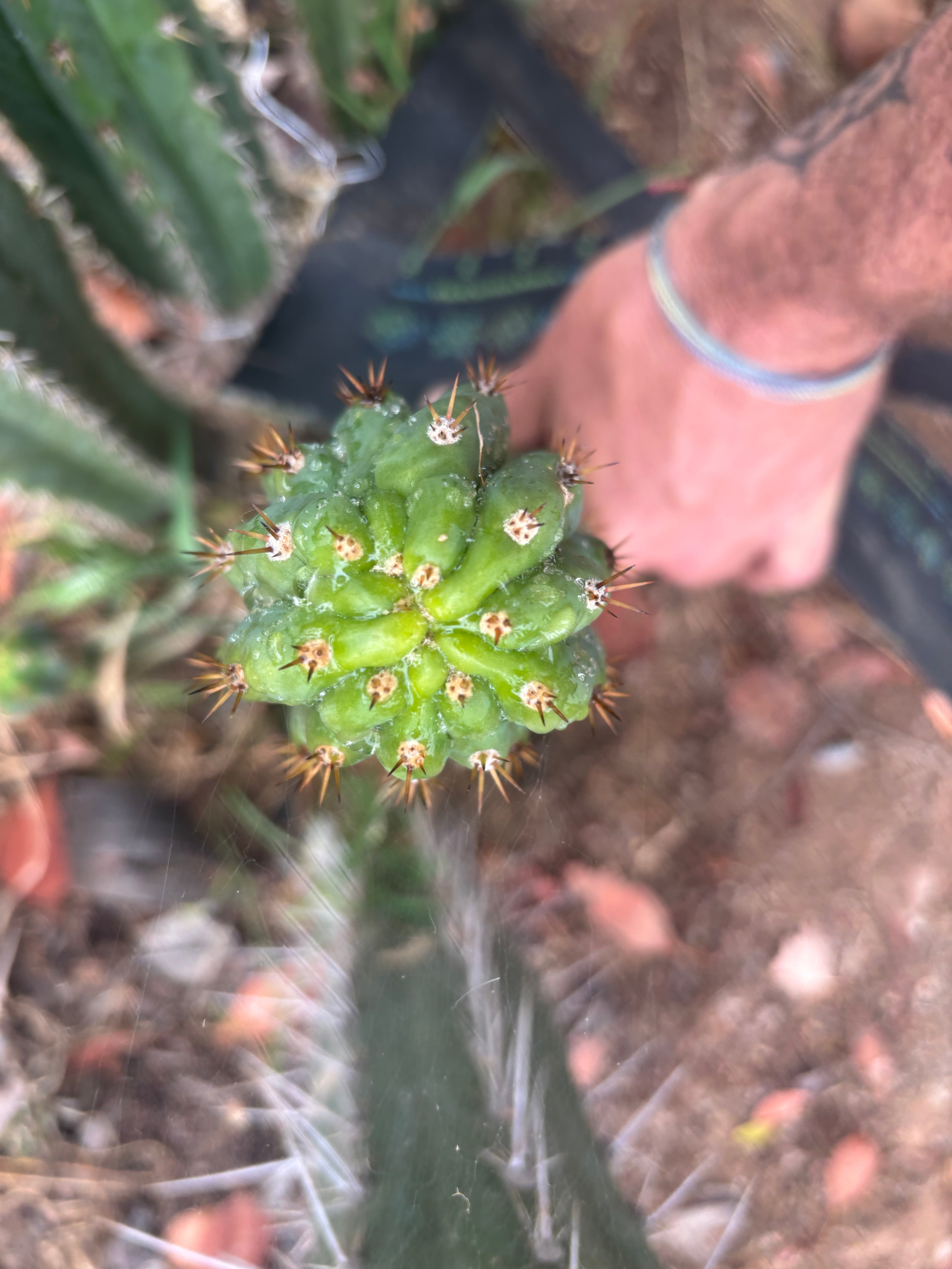 💎👑🐦‍⬛ RJ’s Clone — 10” Tip
