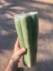 👑🌶️ Juuls Giant — XL 14” Yule Log