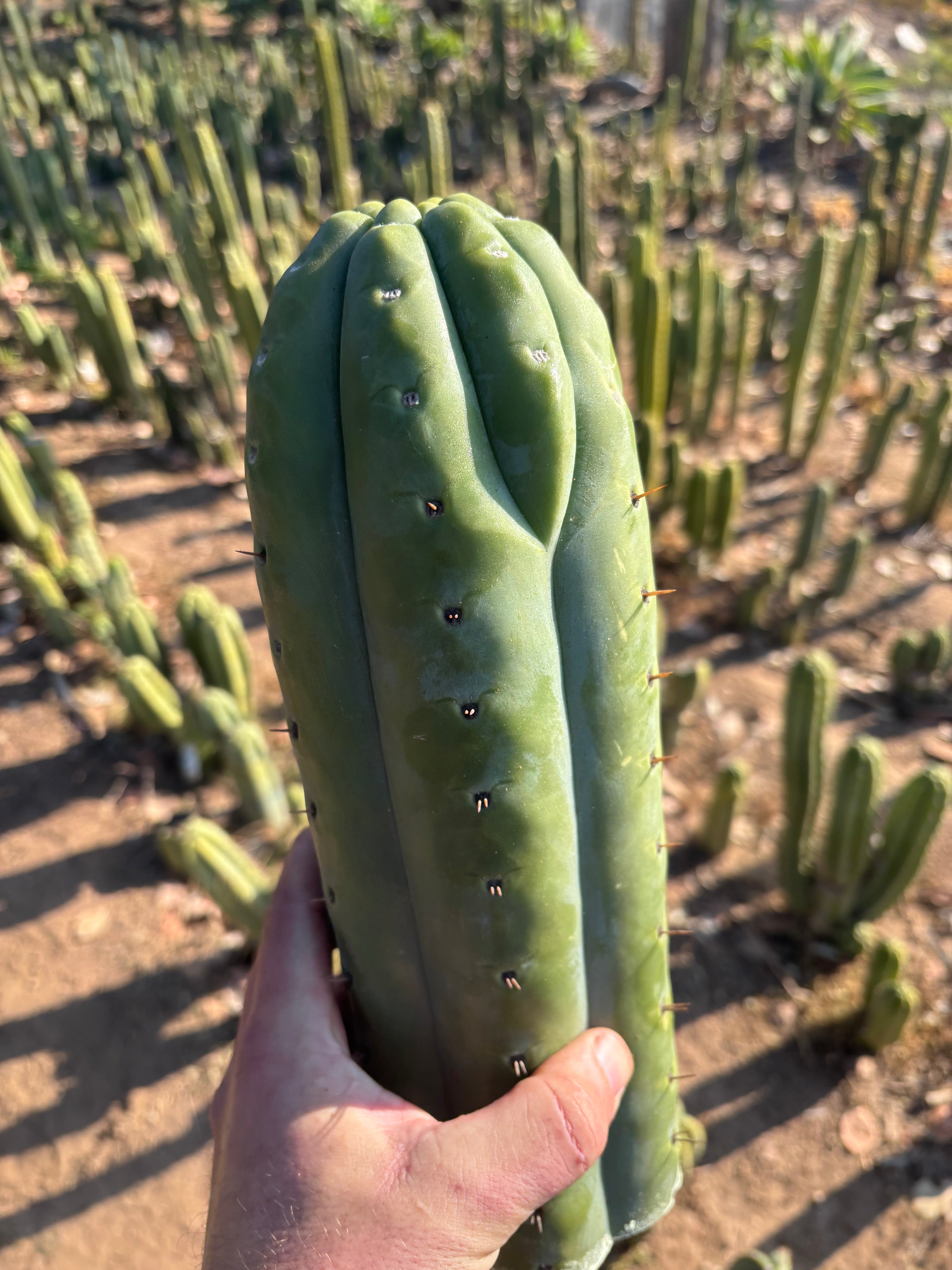 👑💎🌶️  Ashdod — Full Maturity 12” Tip (Last One Ever)