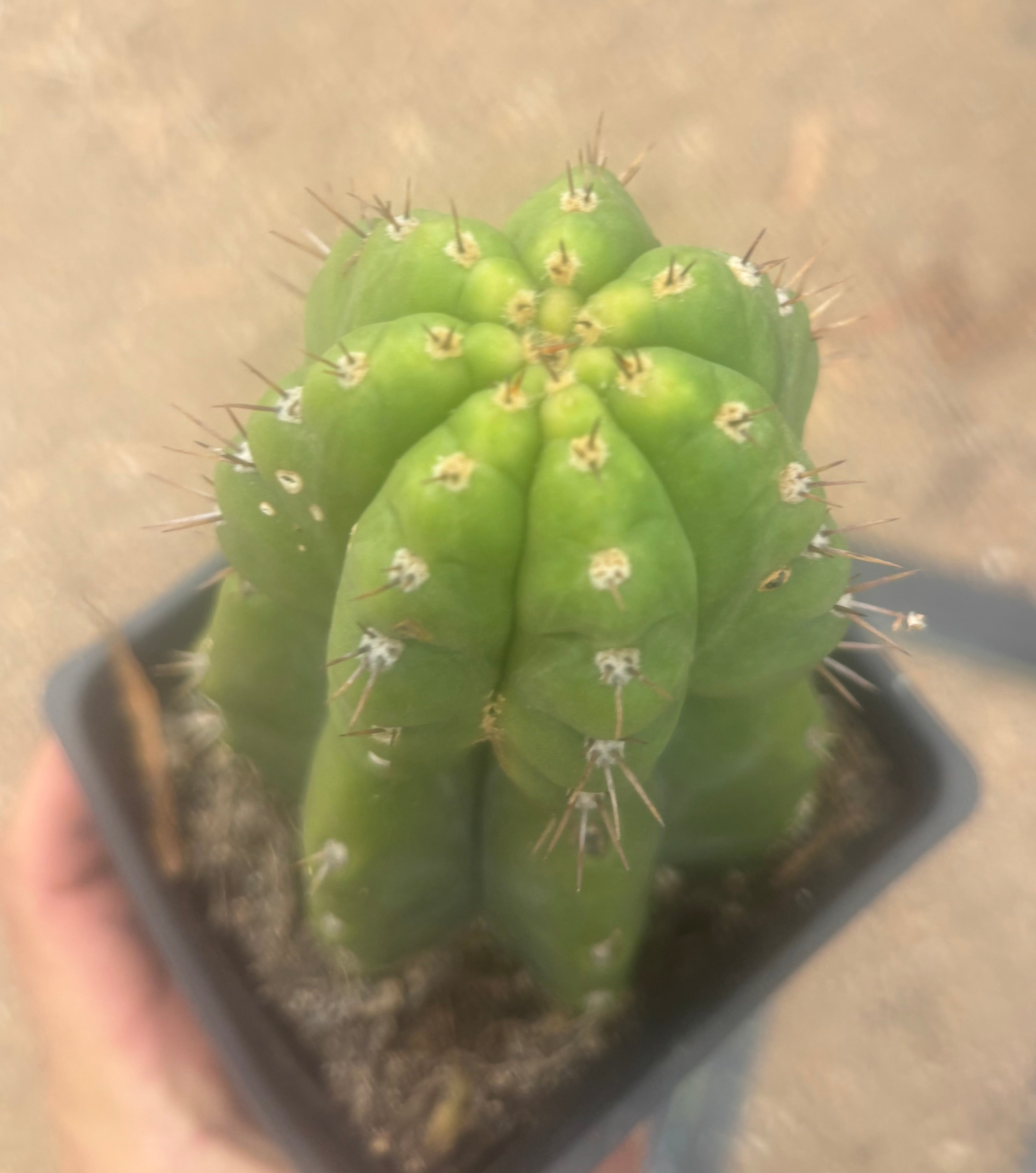 💎👑💎 Parque de Leyendes —BK08611.4 Clone A —  “Work of Art” Tip Graft on Rooted Stock