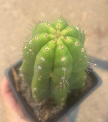 💎👑💎 Parque de Leyendes —BK08611.4 Clone A —  “Work of Art” Tip Graft on Rooted Stock