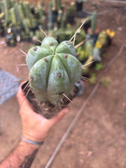 👑🌶️ Psycho0’  — Fat 9” Rooted Tip