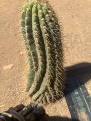 💎👑💎 Meatwad  — Massive 15” Tip